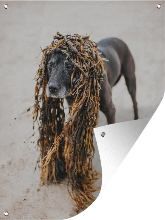 Abstracte Honden - Hond met een pruik van zeewier cm -... | bol.com