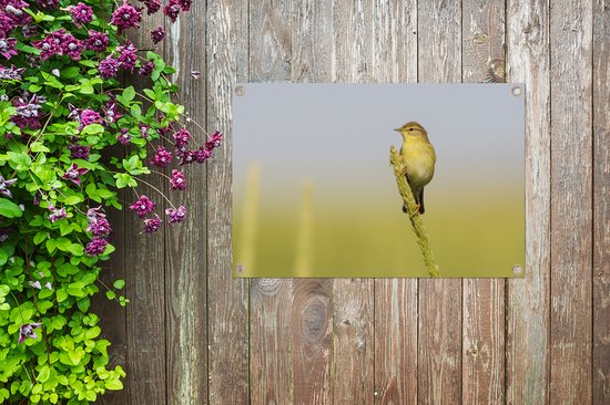 Fitis on lookout affiche de jardin en vrac 90x60 cm - Toile de jardin / Toile d'extérieur / Peintures pour l'extérieur (décoration de jardin)