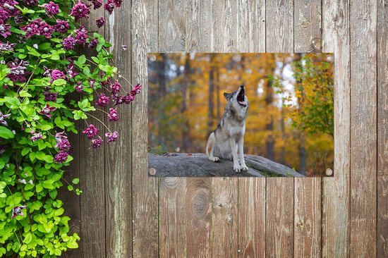 Tuinposter 60x40 cm - Tuindecoratie Wolf - Steen - Bos - Herfst - Poster voor in de tuin - Buiten decoratie - Schutting tuinschilderij - Tuindoek muurdecoratie - Wanddecoratie balkondoek