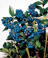 Blauwe bes Vaccinium 'Sunshine Blue' blauw - ↑40-60 cm - Pot-Ø 13 cm