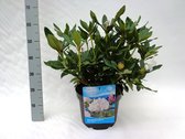 10 stuks | Rhododendron Cunninghams White Pot 40-50 cm Extra kwaliteit | Standplaats: Half-schaduw | Latijnse naam: Rhododendron Cunningham s White