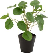 J-Line Piilea Peperomioides In Pot Plastiek Groen