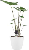 Kamerplant van Botanicly – Olifantsoor incl. sierpot wit als set – Hoogte: 70 cm – Alocasia Zebrina