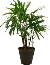 Kamerplant van Botanicly – Bamboepalm in grijs plastic pot als set – Hoogte: 95 cm – Rhapis Excelsa