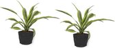 2x Kamerplant Dracaena Lemon Lime - ± 30cm hoog - In zwarte sierzak