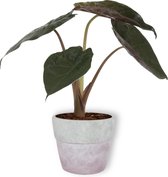 Kamerplant Alocasia Wentii - Olifantsoor - ± 30cm hoog – 12cm diameter - in betonnen lila pot