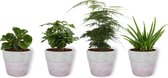 Set van 4 Kamerplanten - Aloe Vera & Peperomia Green Gold & Coffea Arabica & Asparagus Plumosus  - ± 25cm hoog - 12cm diameter - in betonnen lila pot