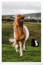 JUNIQE - Poster Shetland Pony's -40x60 /Bruin & Groen