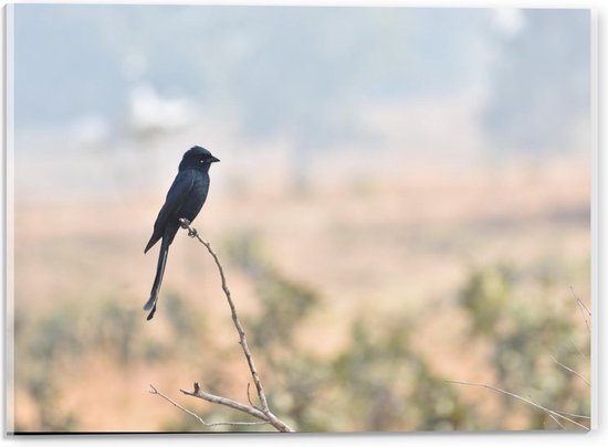 Acrylglas - Zwarte Vogel met Lange Staart - 40x30cm Foto op Acrylglas (Met Ophangsysteem)