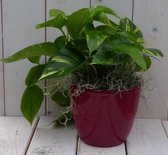 Epipremnum geelgroen rode pot 25 cm