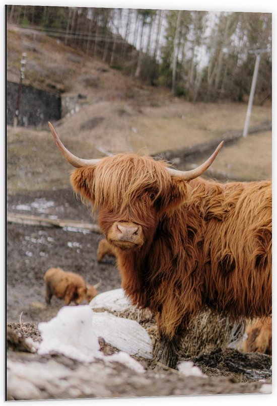 Dibond - Natuur met Hooglanders - 60x90cm Foto op Aluminium (Met Ophangsysteem)