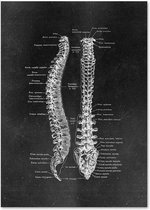 Anatomy Poster Spine Black - 40x50cm Canvas - Multi-color