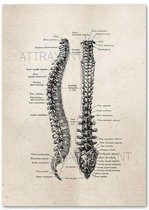 Anatomy Poster Spine White - 50x70cm Canvas - Multi-color