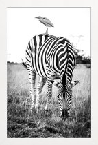 JUNIQE - Poster met houten lijst Zebra and Friend -13x18 /Wit & Zwart