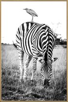 JUNIQE - Poster met kunststof lijst Zebra and Friend -60x90 /Wit &