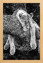 JUNIQE - Poster in houten lijst Rustende leeuw -20x30 /Wit & Zwart
