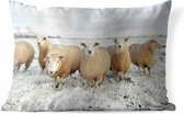 Buitenkussens - Tuin - Groep nieuwsgierige schapen - 50x30 cm