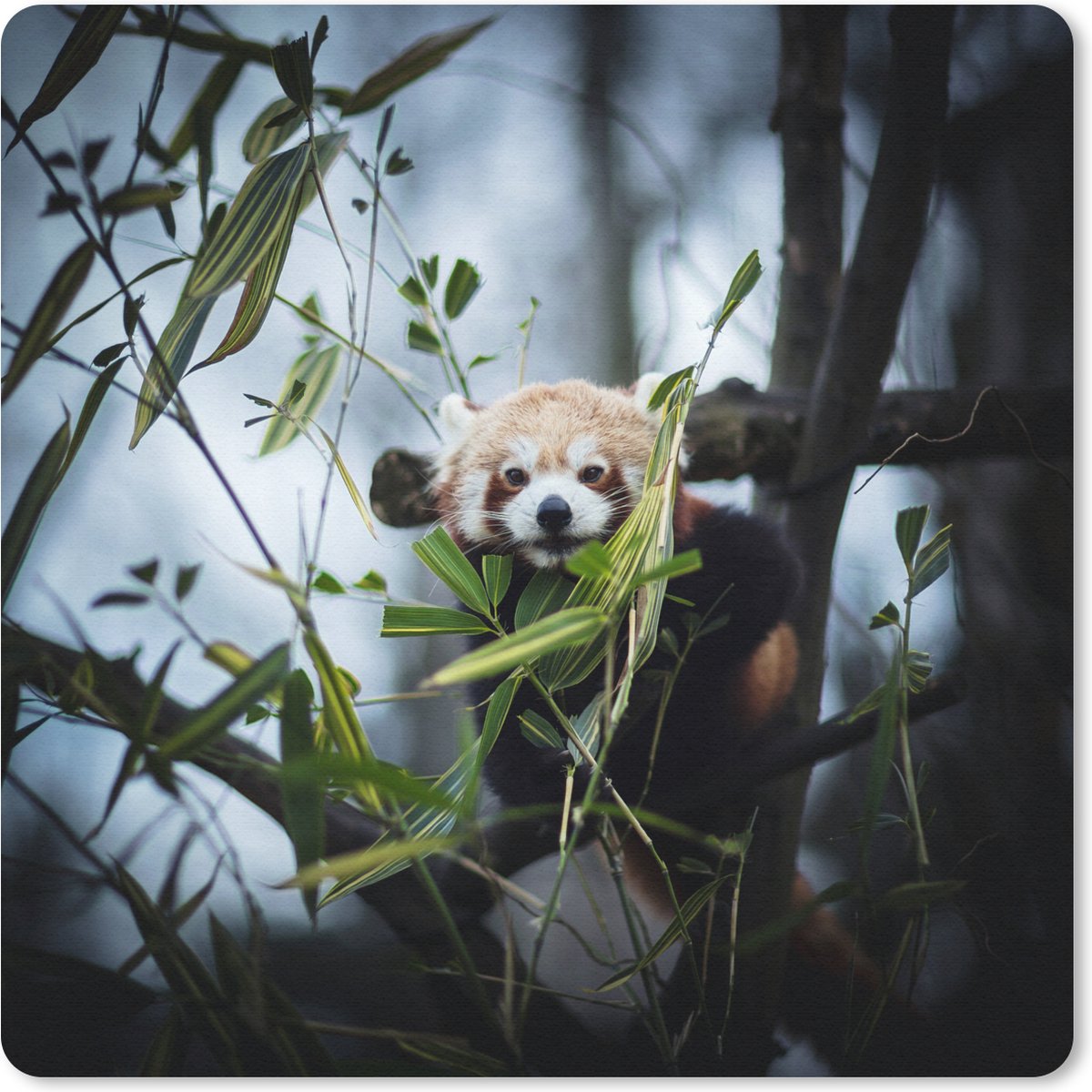 Muismat 20x20 cm - Mousepad Panda - Planten - Takken - Muismatten
