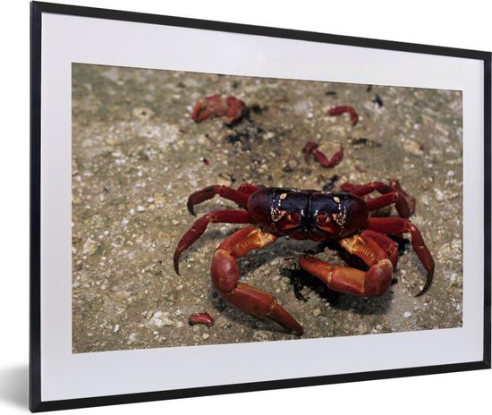 Poster met lijst Rode krab - Een close up van een rode krab fotolijst met witte... | bol.com