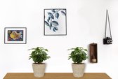 2x Kamerplant Coffea Arabica – Koffieplant - ± 25cm hoog – 12 cm diameter - in beige mand