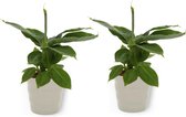 2x Kamerplant Musa Tropicana - Bananenplant - ± 30cm hoog - 12cm diameter - in grijze pot