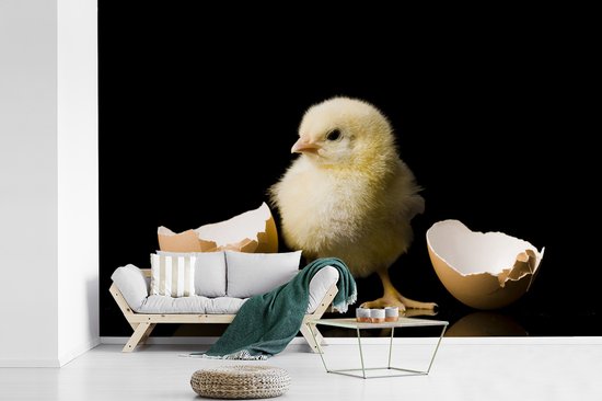 Papier peint vinyle - Un poussin jaune à peine éclos d'un œuf, largeur 600 cm x hauteur 400 cm - Tirage photo sur papier peint (disponible en 7 tailles)