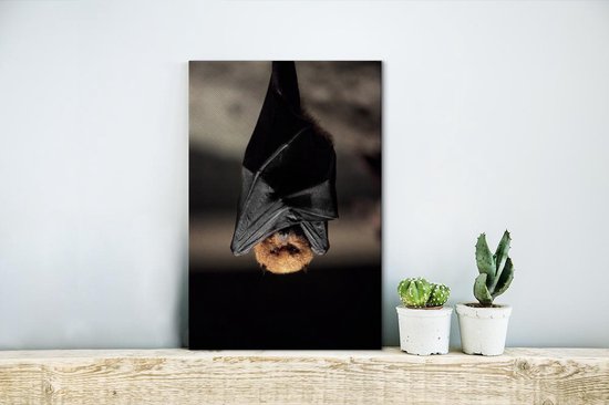 Toile de chauve-souris suspendue 20x30 cm - petit - Tirage photo sur toile (Décoration murale salon / chambre) / Peintures sur toile Animaux