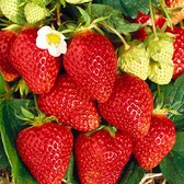 10x Fragaria Ananassa 'Lambada' - Aardbei Plant - Blote wortels