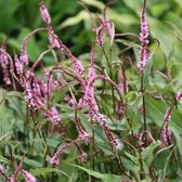 6x Duizendknoop (Persicaria ampl Pink Elephant) - P9 pot (9x9)