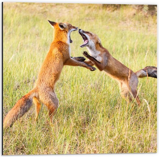 Dibond - Vechtende Vossen in Natuur - 50x50cm Foto op Aluminium (Met Ophangsysteem)