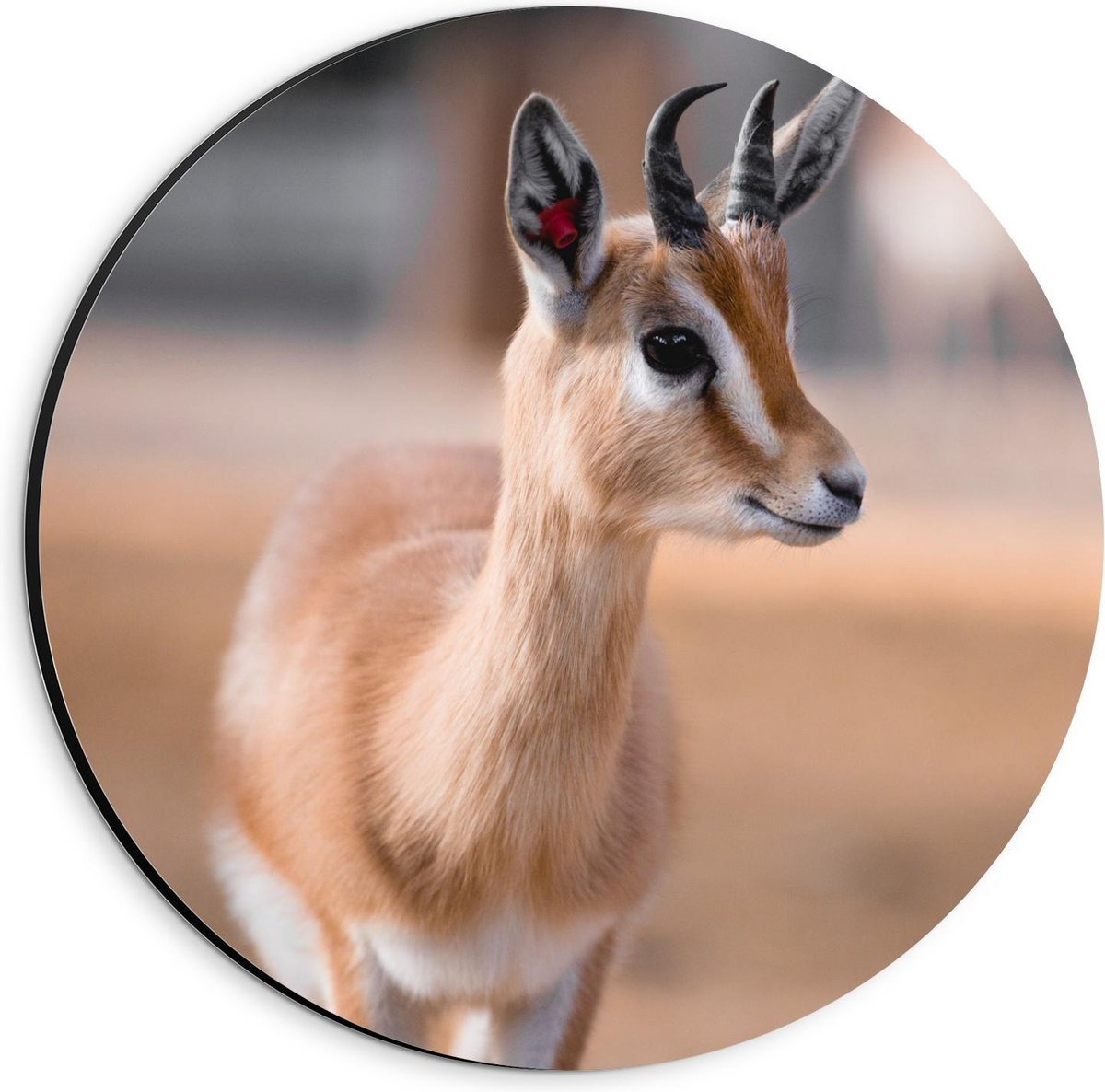 Dibond Wandcirkel - Baby Geitje - 20x20cm Foto op Aluminium Wandcirkel (met ophangsysteem)