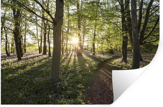 Muursticker Bos -pad doorbosrijke omgeving - 120x80 cm - zelfklevend  plakfolie -... | bol.com