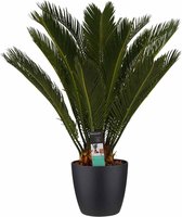Kamerplant van Botanicly – Varenpalm incl. sierpot zwart als set – Hoogte: 65 cm – Cycas Revoluta