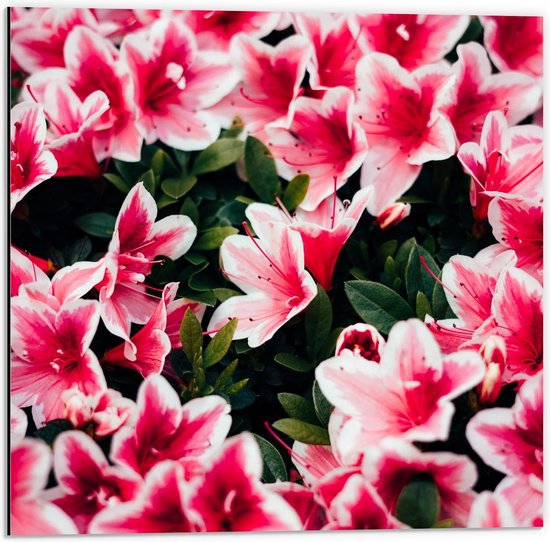 Dibond - Felroze Gekleurde Bloemen - 50x50cm Foto op Aluminium (Met Ophangsysteem)