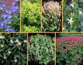 Bodembedekkend Borderpakket | Latijnse naam: | (+ gratis plantschema) | 20 stuks | 3 m² | P9 Pot (9 x 9cm)