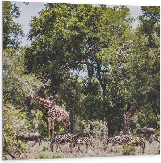 Dibond - Giraffen en Zebra's in de Natuur - 100x100cm Foto op Aluminium (Met Ophangsysteem)