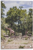 Tuinposter – Giraffen en Zebra's in de Natuur - 40x60cm Foto op Tuinposter  (wanddecoratie voor buiten en binnen)