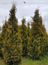 Westerse Levensboom Thuja Yellow Ribbon 180-200 cm, 12x Haagplant