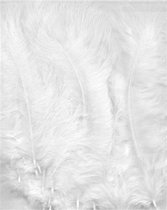 Witte Marabou veren - 7 tot 12 cm hoog -  15 Stuks