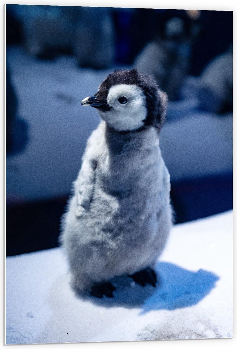 Forex - Pluizige Baby Pinguïn  - 60x90cm Foto op Forex