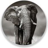 Wandcirkel Afrikaanse Olifant