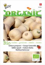 Buzzy® Organic Wintersquash Waltham Butternut (BIO)