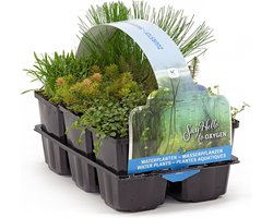 Moerings Zuurstof Vijverplanten Mix | In Thema Sixpack