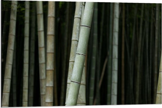 Dibond - Bos van Bamboe Bomen - 90x60cm Foto op Aluminium (Met Ophangsysteem)