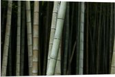 Dibond - Bos van Bamboe Bomen - 90x60cm Foto op Aluminium (Wanddecoratie van metaal)