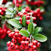 Vuurdoorn Pyracantha  'Red Column' groen-rood - Winterhard- ↑ 55-65 cm - Pot-Ø 15 cm