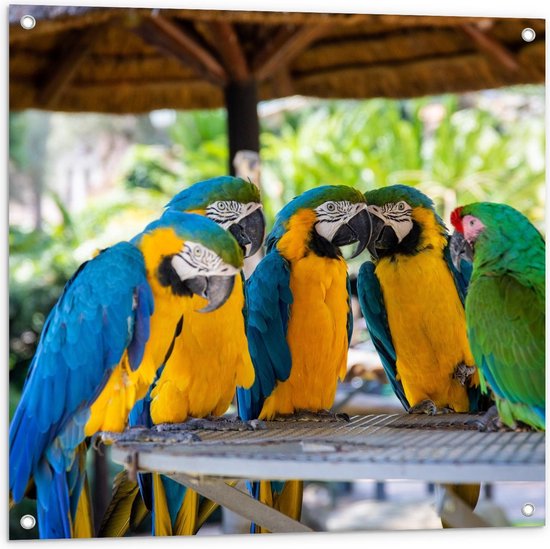 Tuinposter – Groepje Papagaaien - 80x80cm Foto op Tuinposter  (wanddecoratie voor buiten en binnen)