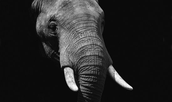 Schilderij - olifant - Collectie faces - Dibond wit - 118x70cm
