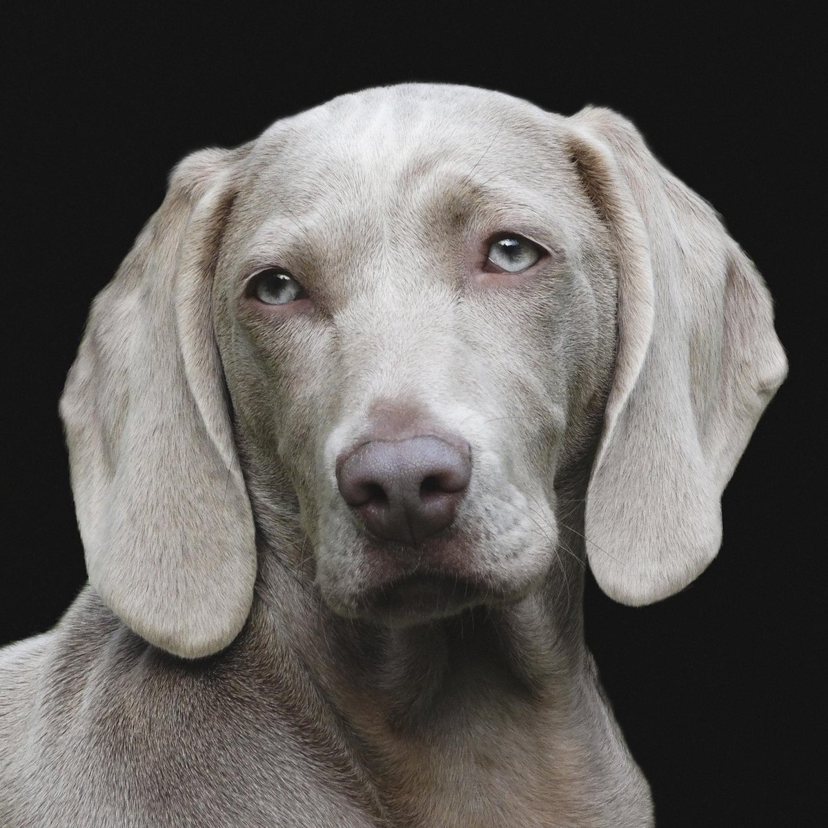 Schilderij - hond - weimarse - Collectie faces - Dibond wit - 74x74cm