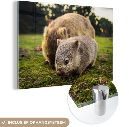 MuchoWow® Glasschilderij 90x60 cm - Schilderij acrylglas - Een baby wombat met de moeder bij Maria Island - Foto op glas - Schilderijen